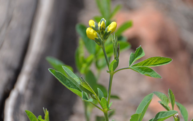 Thermopsis divaricarpa, Spreadfruit Goldenbanner